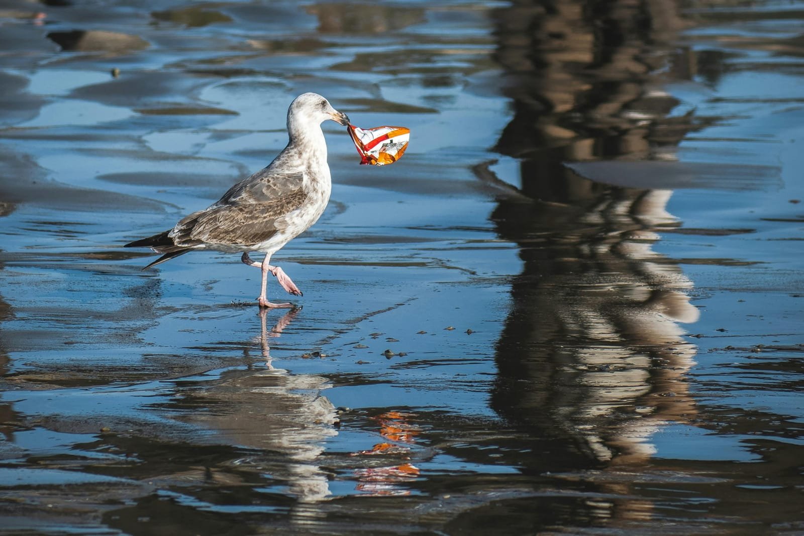A gull carrying a plastic wrapper across wet sand